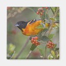 Search for oriole magnets Baltimore