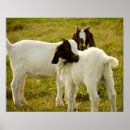 Search for goat posters White