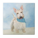 Recherche de scot carreaux Terrier écossais