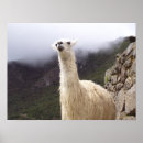 Recherche de llama posters Animal