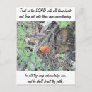 Search for pine needle postcards Photography