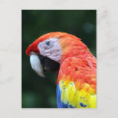 Search for animal face postcards Parrot
