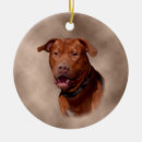 Recherche de mastiff ornaments Chien