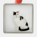 Search for spots ornaments Animal