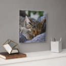 Recherche de sommeils horloges Chat