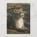Recherche de lion femelle cartes postales Animal