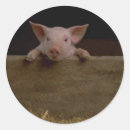 Search for piglet stickers Farm