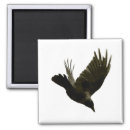 Search for black crow magnets nature