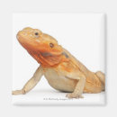 Recherche de reptile magnets Faune