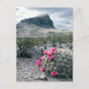 Search for big bend national park postcards Usa