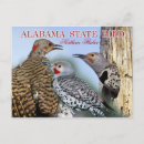 Search for flicker postcards Bird