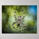 Recherche de araignées posters Animal