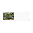 Search for peacock feathers return address labels Peacocks