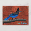 Search for blue jay horizontal postcards Wildlife