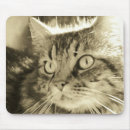 Search for two faces electronics Cat