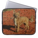 Recherche de chiwawa ordinateurs portables protections Regarder l'appareil photo