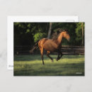 Recherche de cheval de baie cartes postales Bob langrish