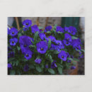 Search for viola postcards Garden
