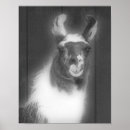 Search for llamas posters For her