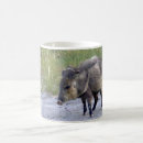 Search for wild pig mugs Nature