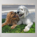 Search for goldendoodle art Labradoodle