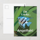 Search for angelfish postcards Sea