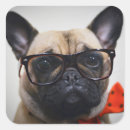 Search for dog with glasses stickers French bulldog
