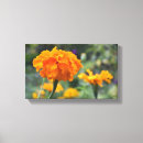 Search for marigold art Flower