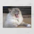 Search for yawn postcards Tired