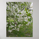 Recherche de arbre japonais posters Fleurs de cerisier