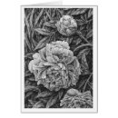Search for pen and ink flowers postcards Black and white