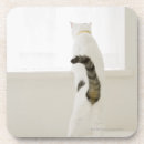 Recherche de le japon bar Chat domestique