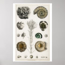 Recherche de fossile posters Histoire naturelle