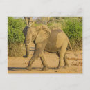 Search for strut postcards Wildlife