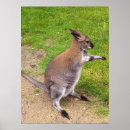 Recherche de symbole australien posters Kangourou