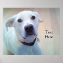 Recherche de visage de chien posters Pour tous