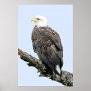 Recherche de aigle posters Ours