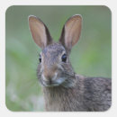 Search for cottontail rabbit stickers Bunny