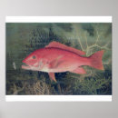 Search for red fish posters Marine