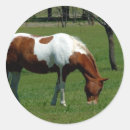 Search for pinto horse stickers Equine