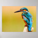 Search for kingfisher painting posters Animals