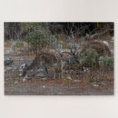 Recherche de kangourou puzzles Mignon