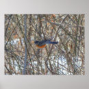 Search for robin posters Bird lover