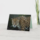Recherche de jaguars vœux cartes Animal