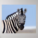 Recherche de zèbre bleu posters Safari