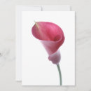 Recherche de arum invitations Botanique