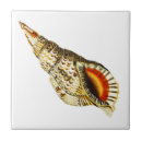 Recherche de escargot carreaux Mollusques