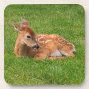Search for newborns barware Newborn animal