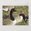 Recherche de oies cartes postales Sauvagine