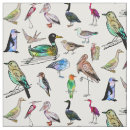 Search for ornithological Nature